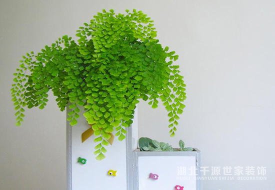 新房裝修好可以擺放哪些植物【宜昌裝修】