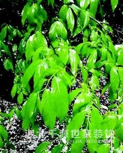 【宜昌裝修新聞】6月底前，房屋交易合同將全省聯(lián)網(wǎng)|三分鐘知宜昌事