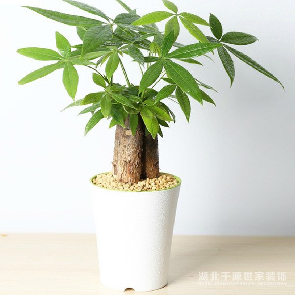 家里種什么植物風(fēng)水好又旺財(cái)