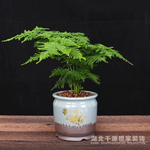 家里種什么植物風(fēng)水好又旺財(cái)