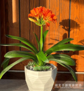 【宜昌裝修】擺在客廳能招財鎮(zhèn)宅的10種植物！
